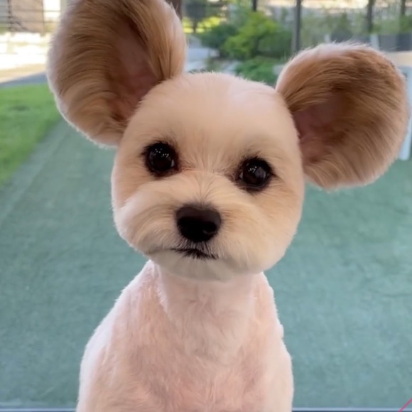 Meet your Posher, Maya - Picture 2 of 3